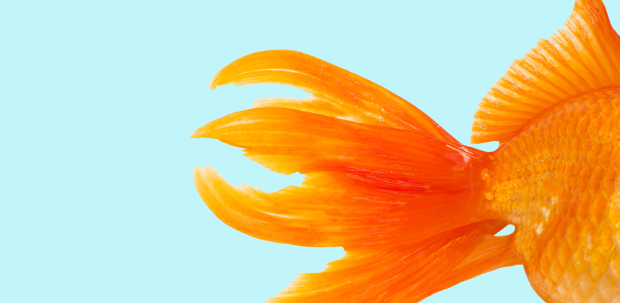 Tail end of a goldfish