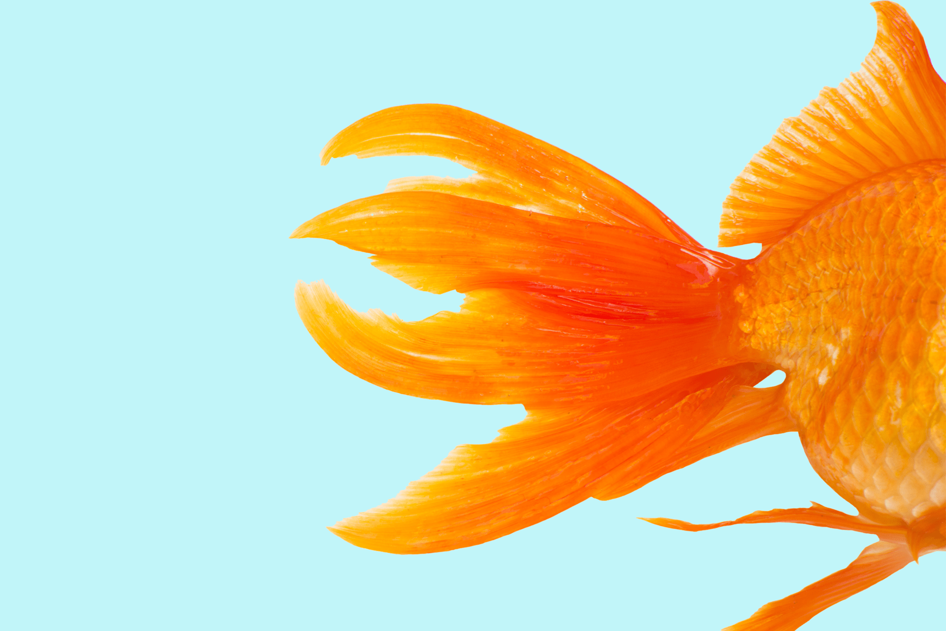 Tail end of a goldfish
