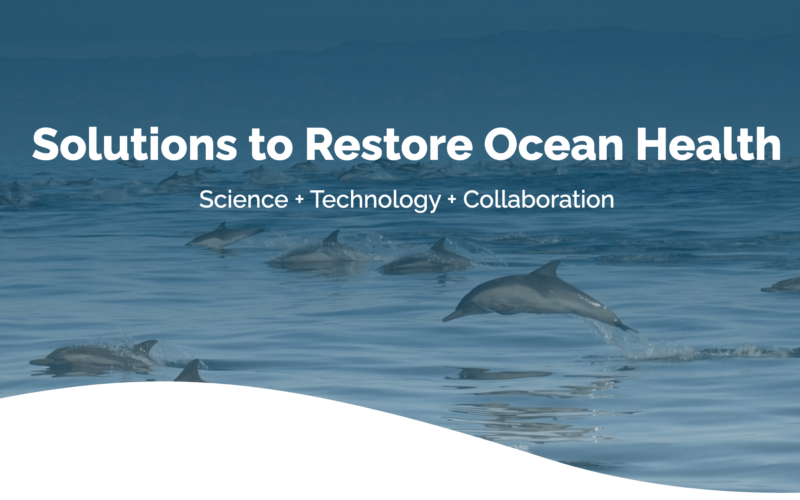 Solutions to restore ocean health, with an image of a large group of dolphins leaping out of the ocean.