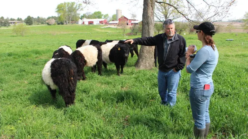 Two people in a grassy field with some cows